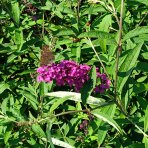 Budleja Dávidova (Buddleja Davidii) ´NANHO PURPLE´ - výška 50-60 cm, kont. C2L